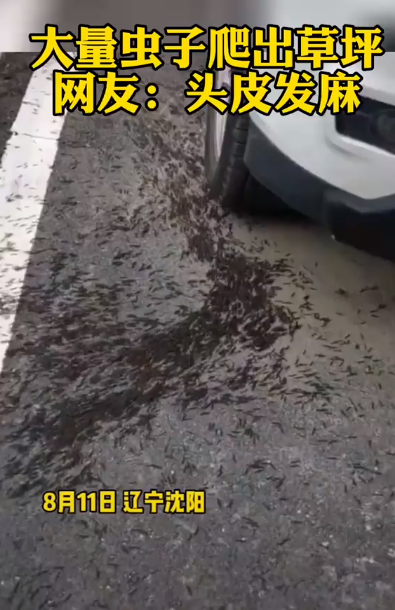 辽宁大量虫子爬上公路,令人恐惧,这是啥虫子,为何大规模出现?