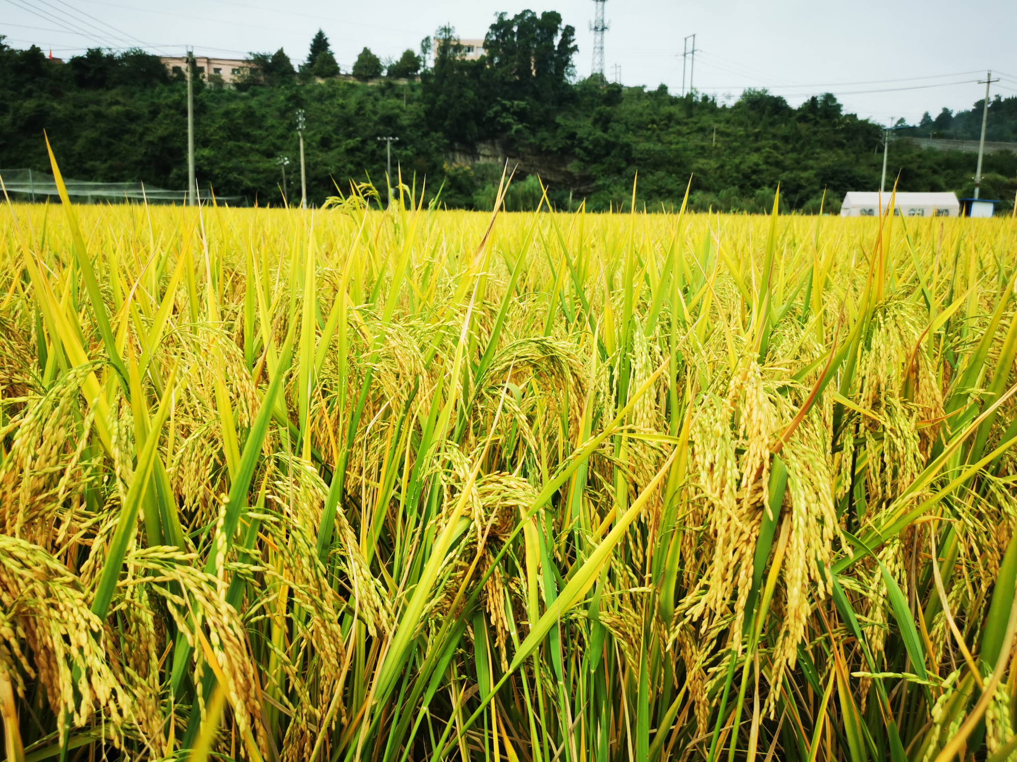 又"稻"一年丰收季,稻谷飘香美如画