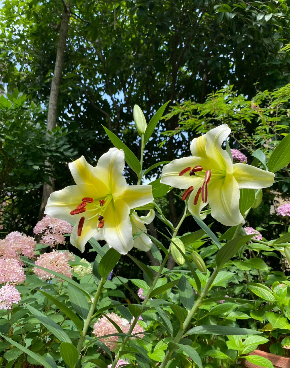 木门百合,香气馥郁. 傍晚下大雨,幸亏去店里前把它搬到廊檐下了.