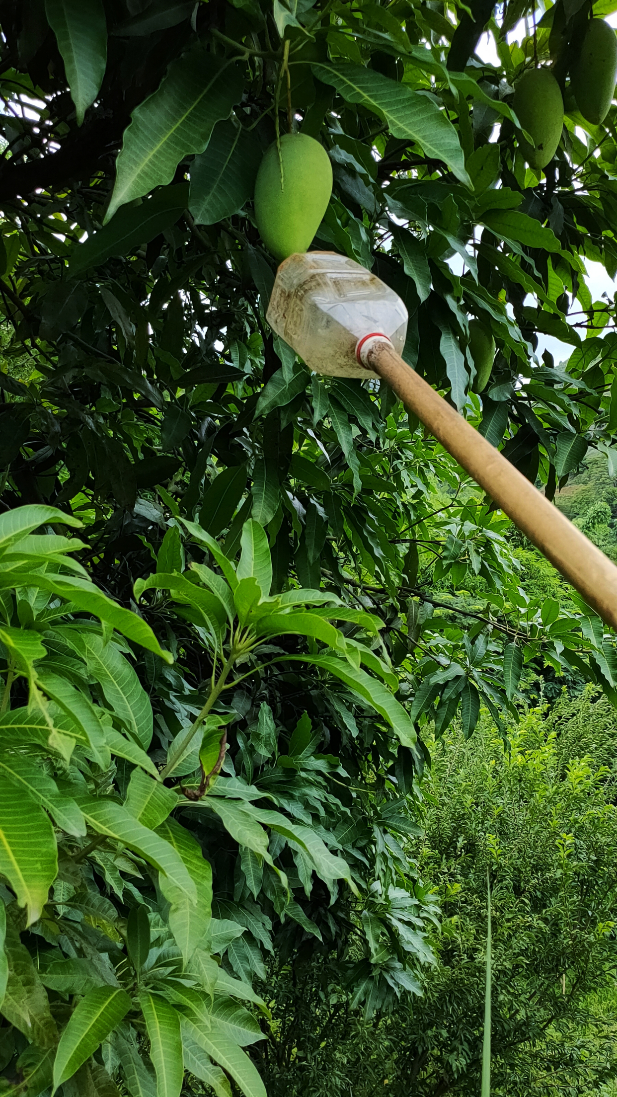 摘芒果有感:纯天然,树上熟,人间至味