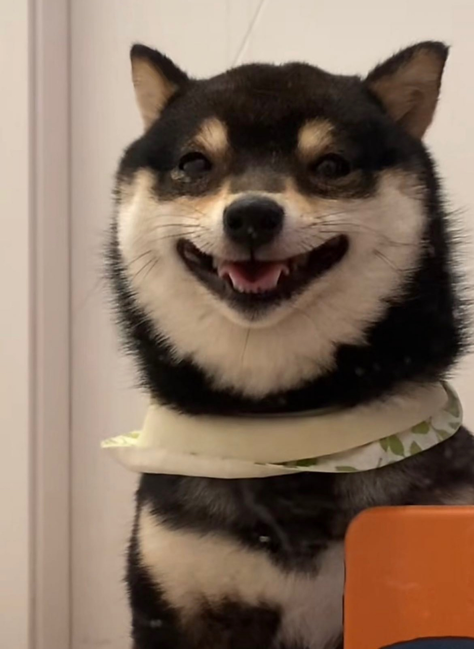 看到爱笑的狗狗就会莫名的开心.#搞笑#  #狗狗# #社会热点