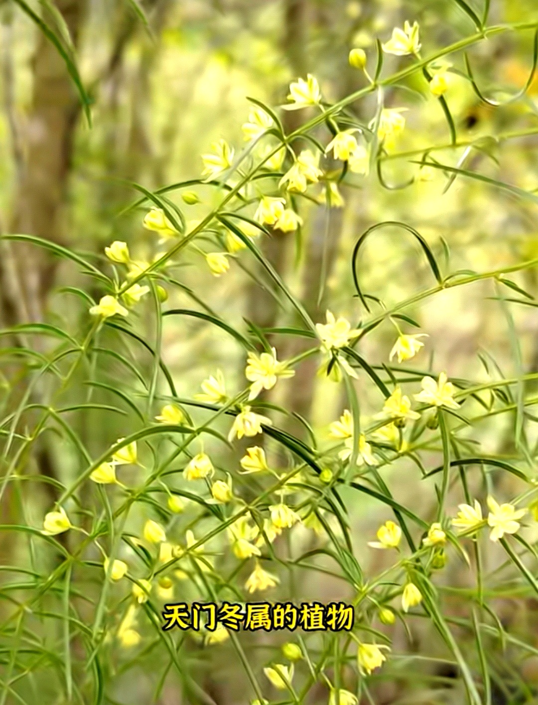 5月1日  今日小寿星 生日花 :  天门冬 花   语  :细心,刚毅 天门冬为