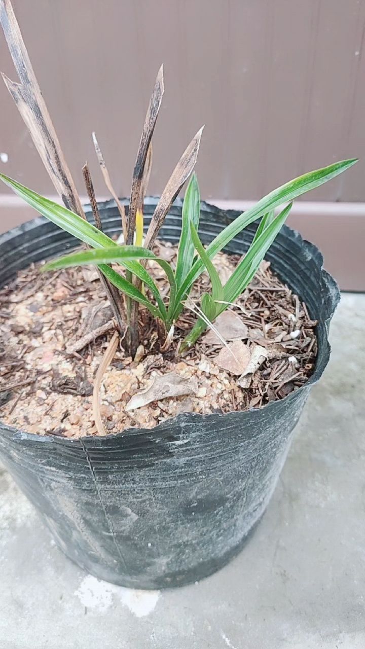 这棵兰花的老芦头,分生出两棵新苗,圆满完成了任务-度小视