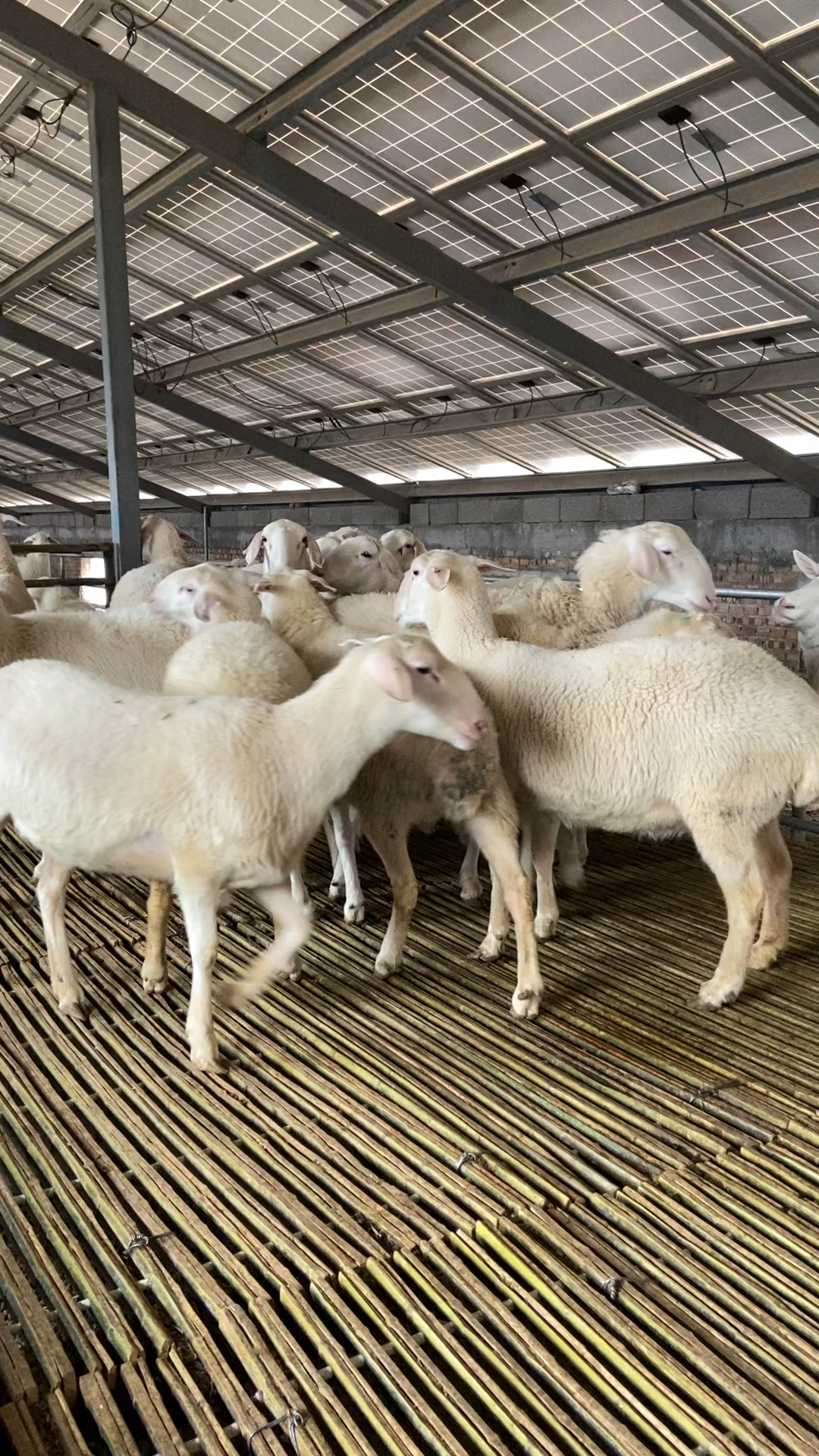 湖羊头胎怀孕母羊