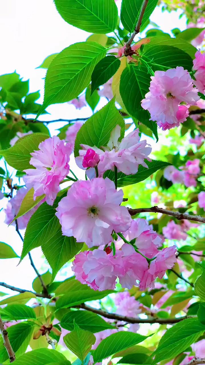 时光浅白,寻一处风景,感受风与花的缠绵#美景