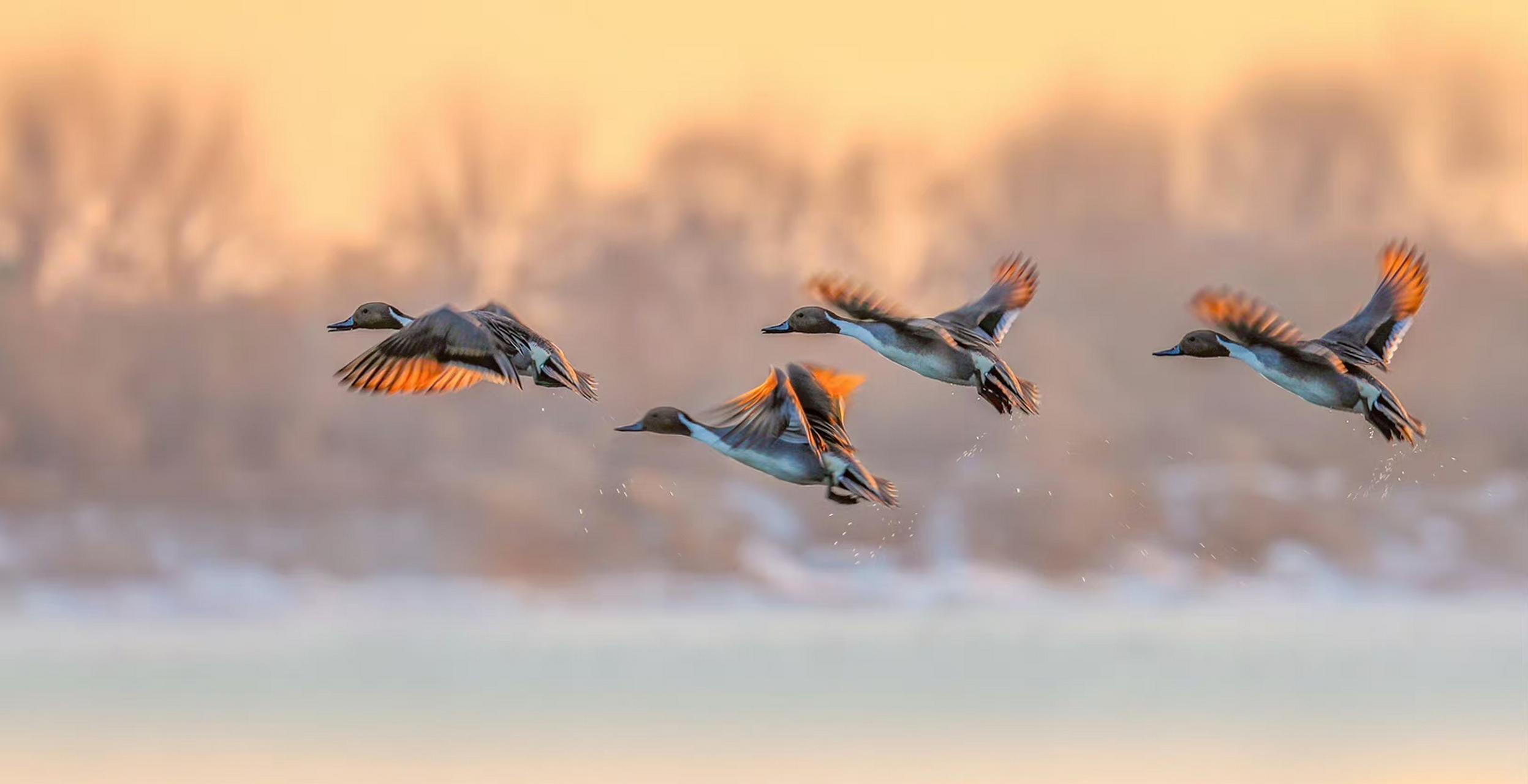 "  愿为晨风鸟,双飞翔北林 .