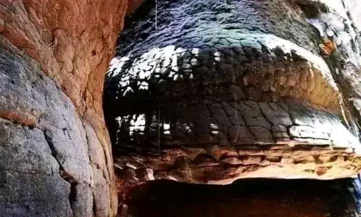 中国巨蛇化石图片