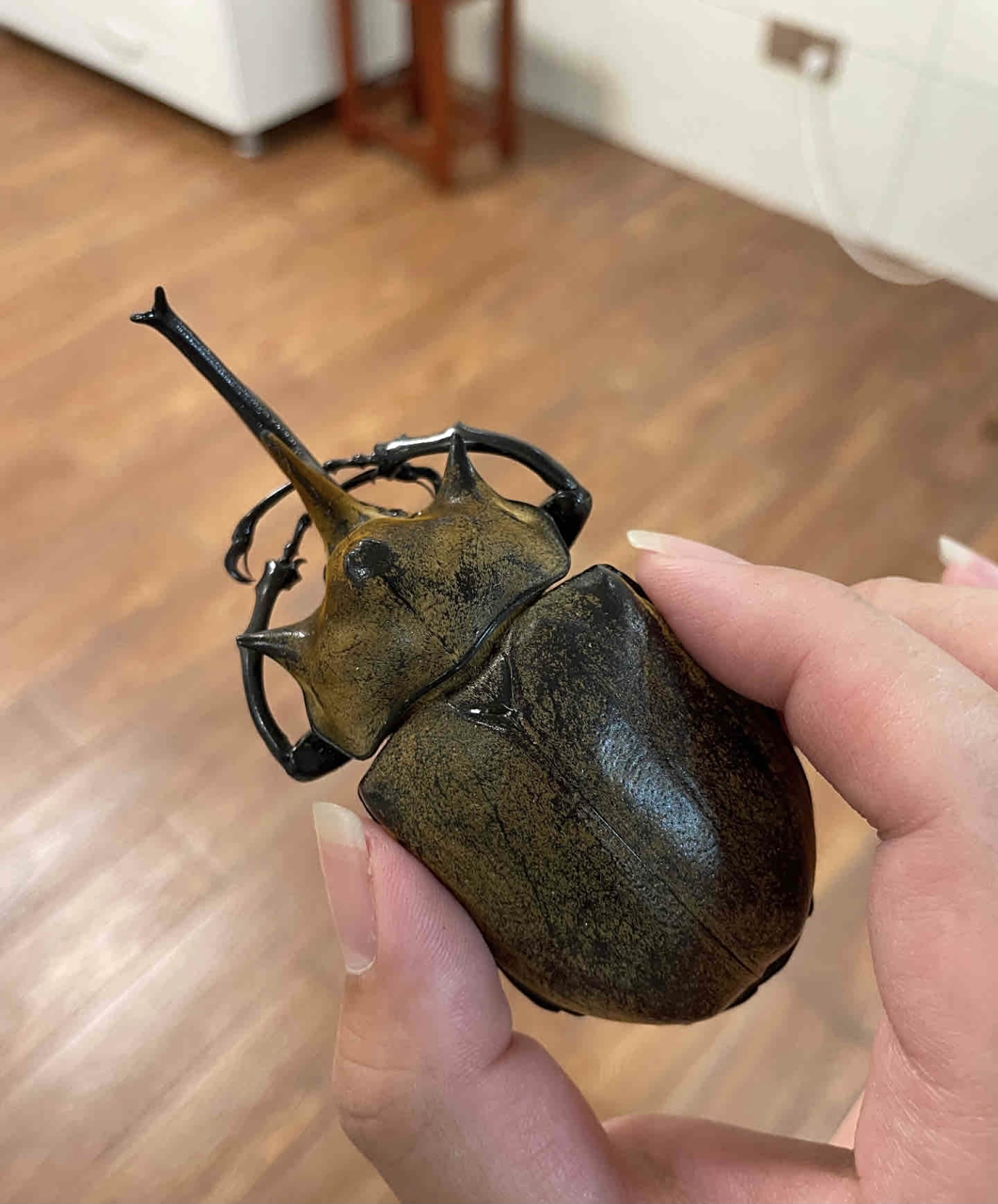 在卧室突然发现一只大虫子,好可怕,这是屎壳郎吗?