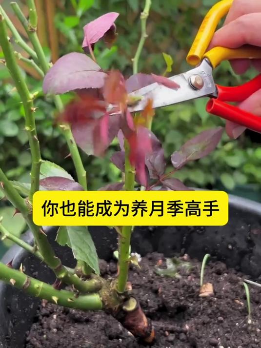 月季花春季剪枝方法图片