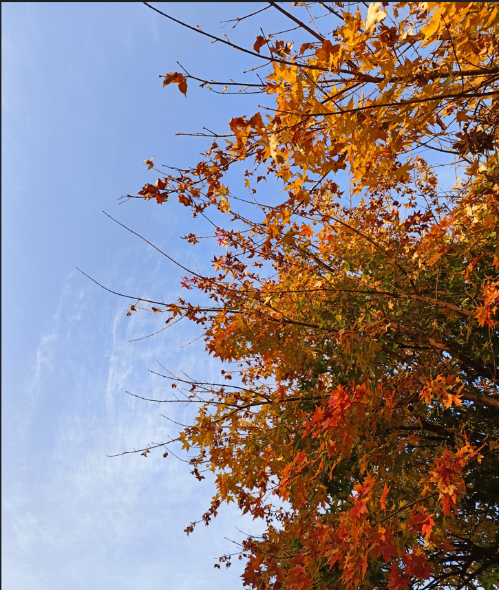 秋酣霜浓,枫丹荻白
