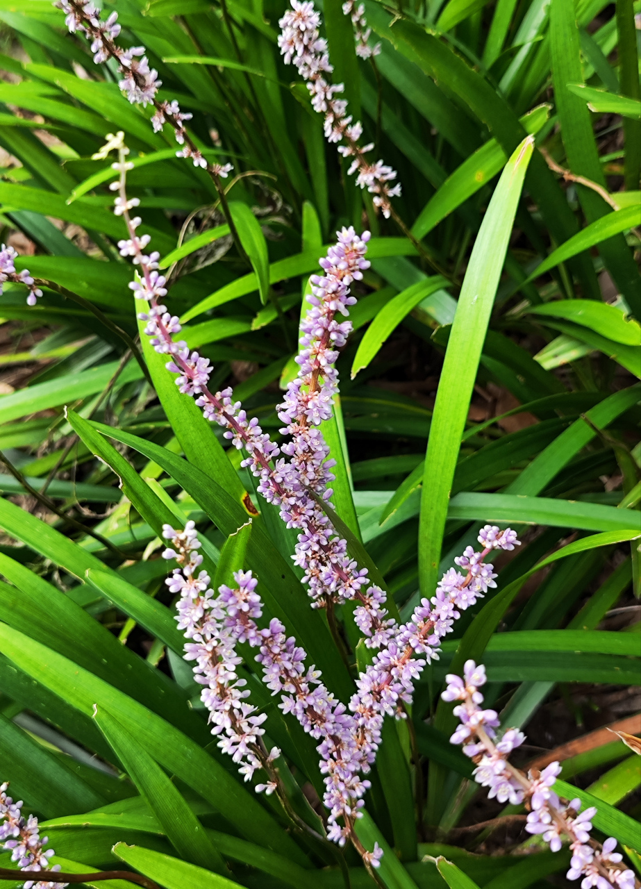 走进麦冬的世界 生长在林荫下的地表植物有很多种.