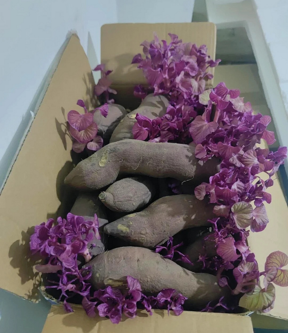 网友:家里的红薯忘了吃了,今天一看居然开花了,没想到这花开的还挺