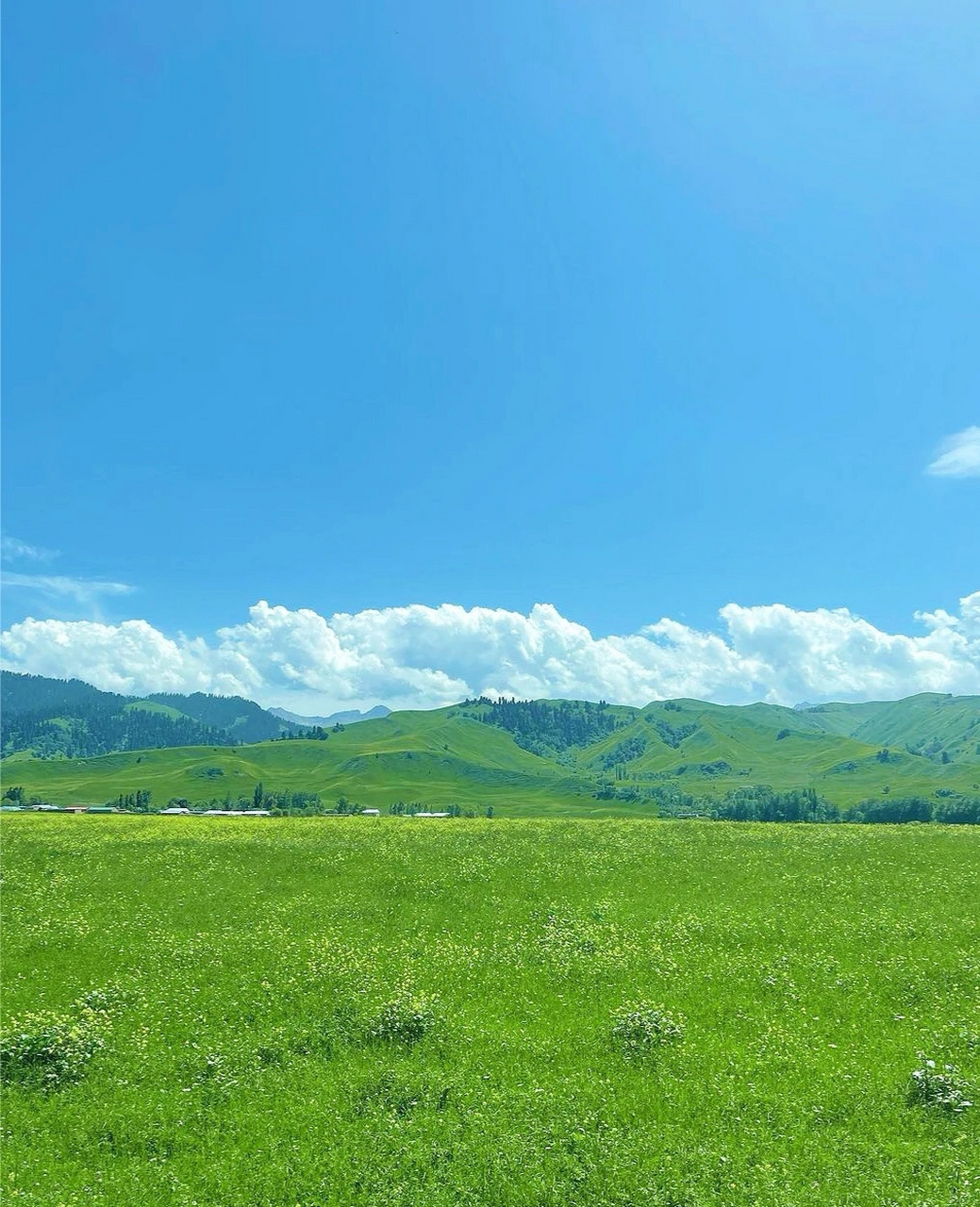 新疆的夏天真的太美了,油画一样的场景,墨绿色的云杉,漫山遍野的野花