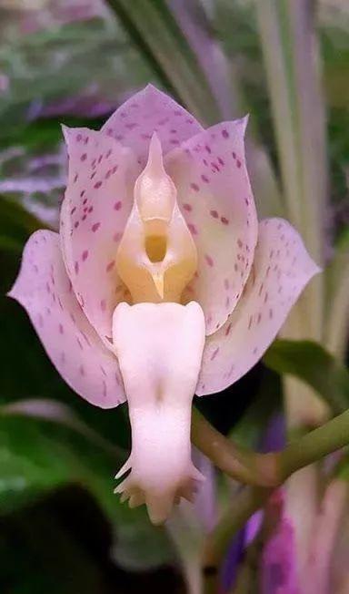 奇花异草多姿多彩