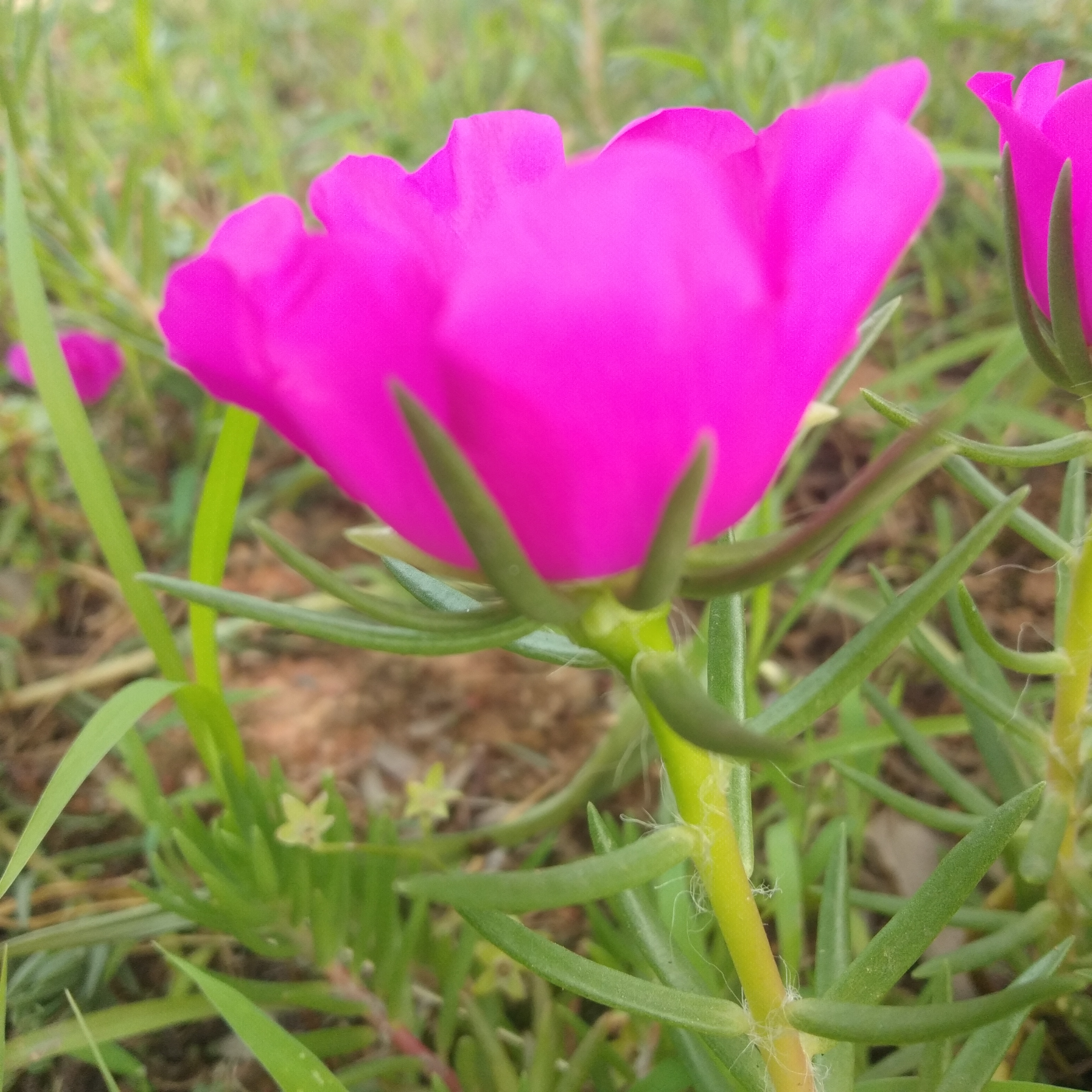 大花马齿苋,神奇的"不死草"!