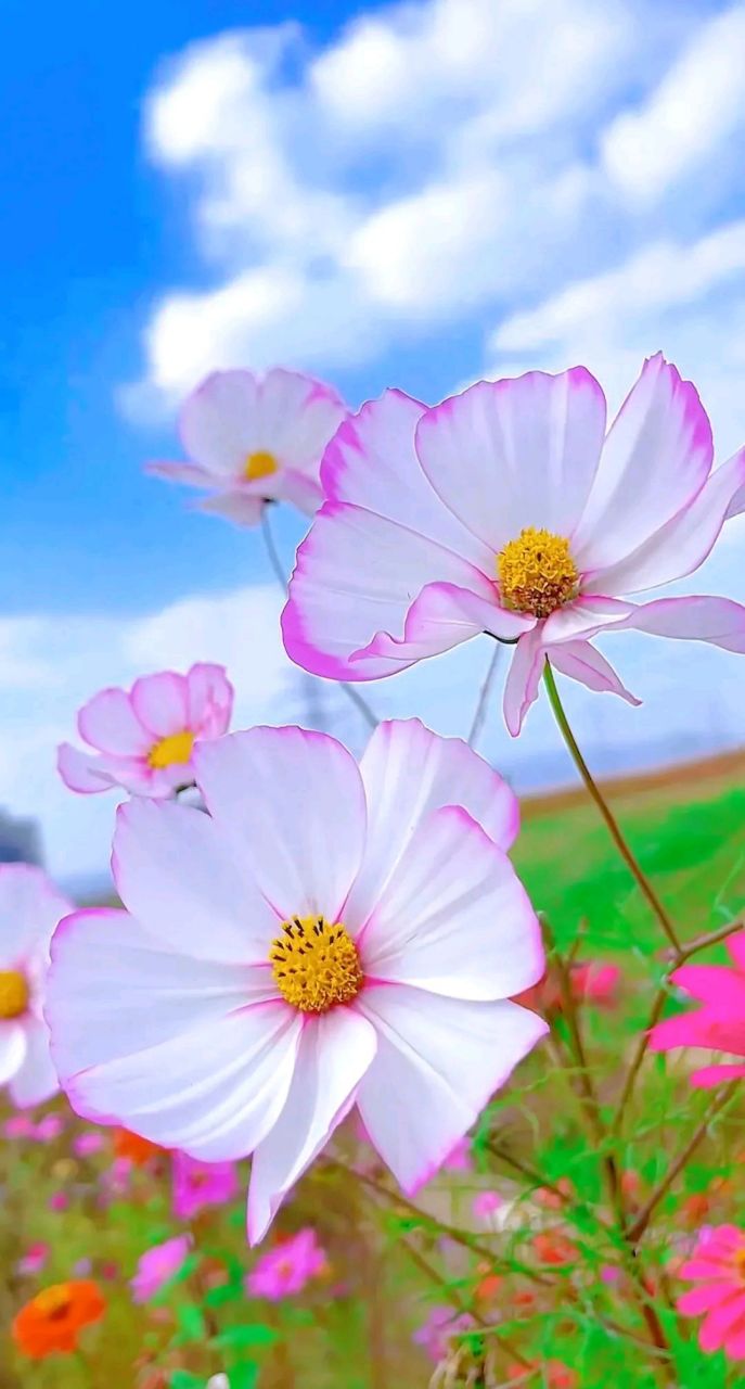 蓝天下的小花#摄影# #中国美景大赏