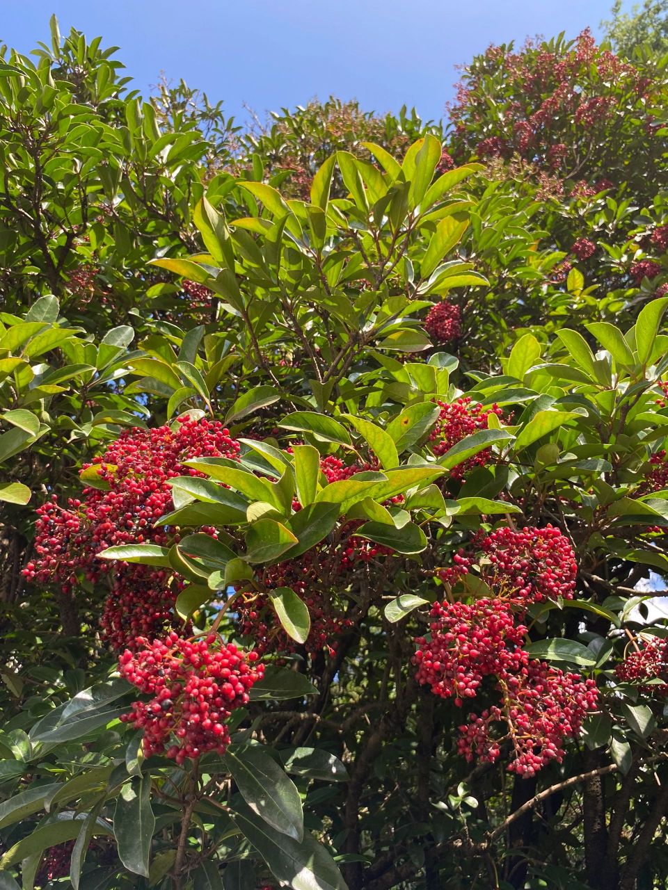 球花石楠果实图片