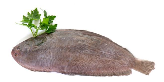 龙利鱼是深海鱼吗