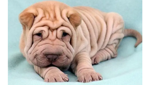 斗牛犬和沙皮狗的区别