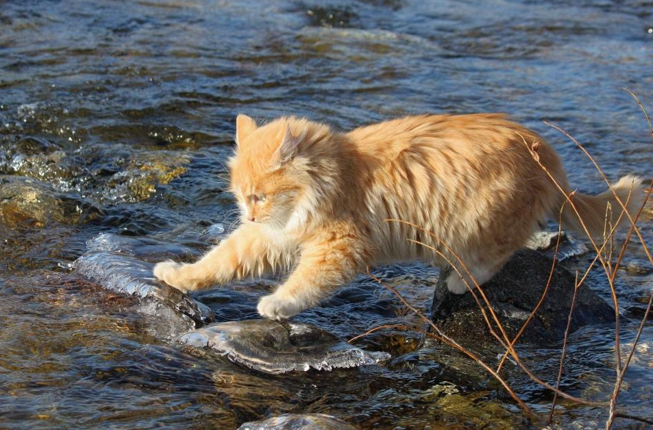 猫咪为什么爱吃鱼?揭秘猫咪和鱼的不解之缘