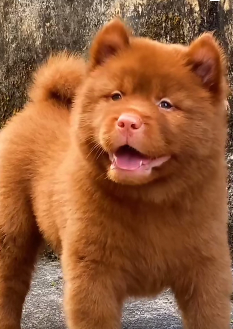 谁来帮我叫红毛狗取个名字,不要带红,但是又能体现它的红.