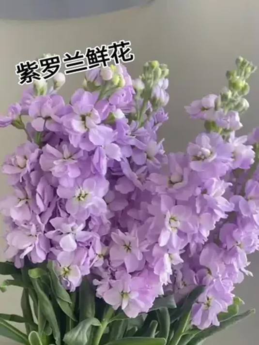 紫罗兰鲜切花,多色超美,居家插花必备,快养一束!