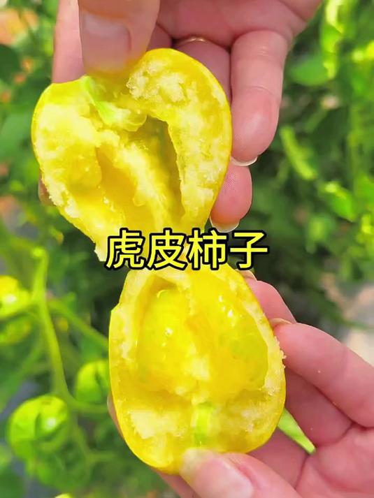 东北黄虎皮柿子开园啦