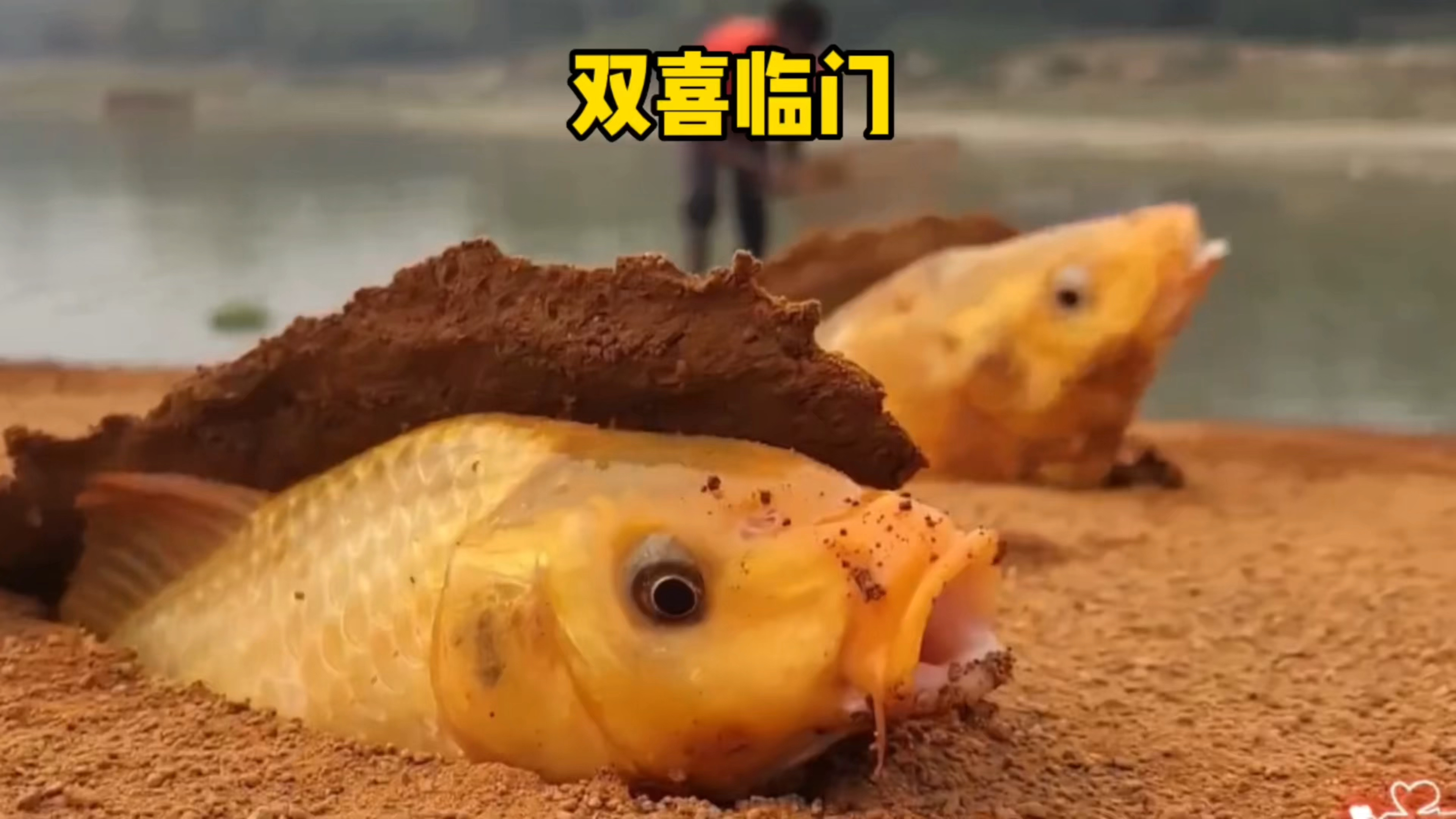 金色大鲤鱼,大吉大利