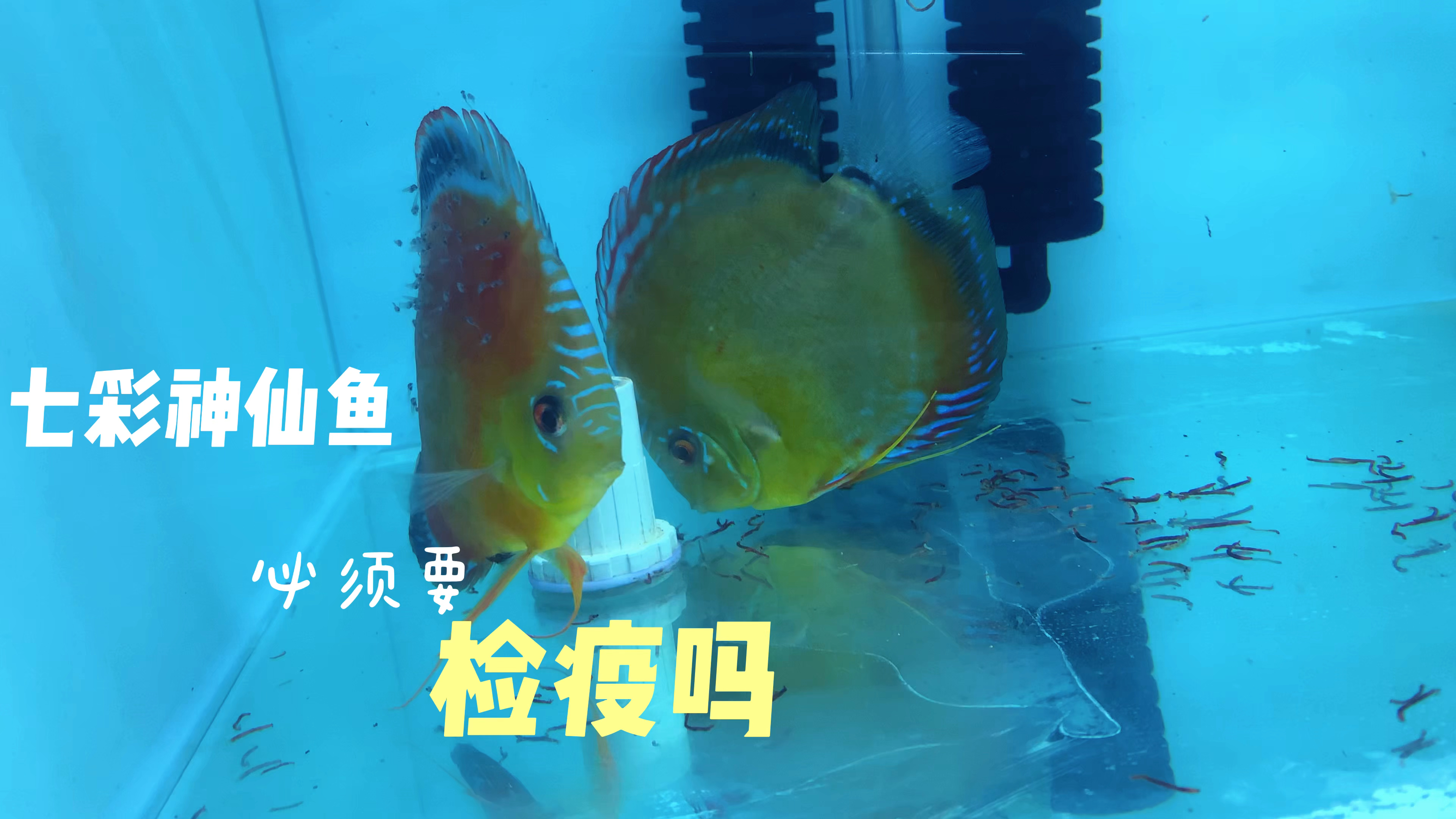 饲养七彩神仙鱼的时候,每个月必须要定期的去给鱼做检疫吗?