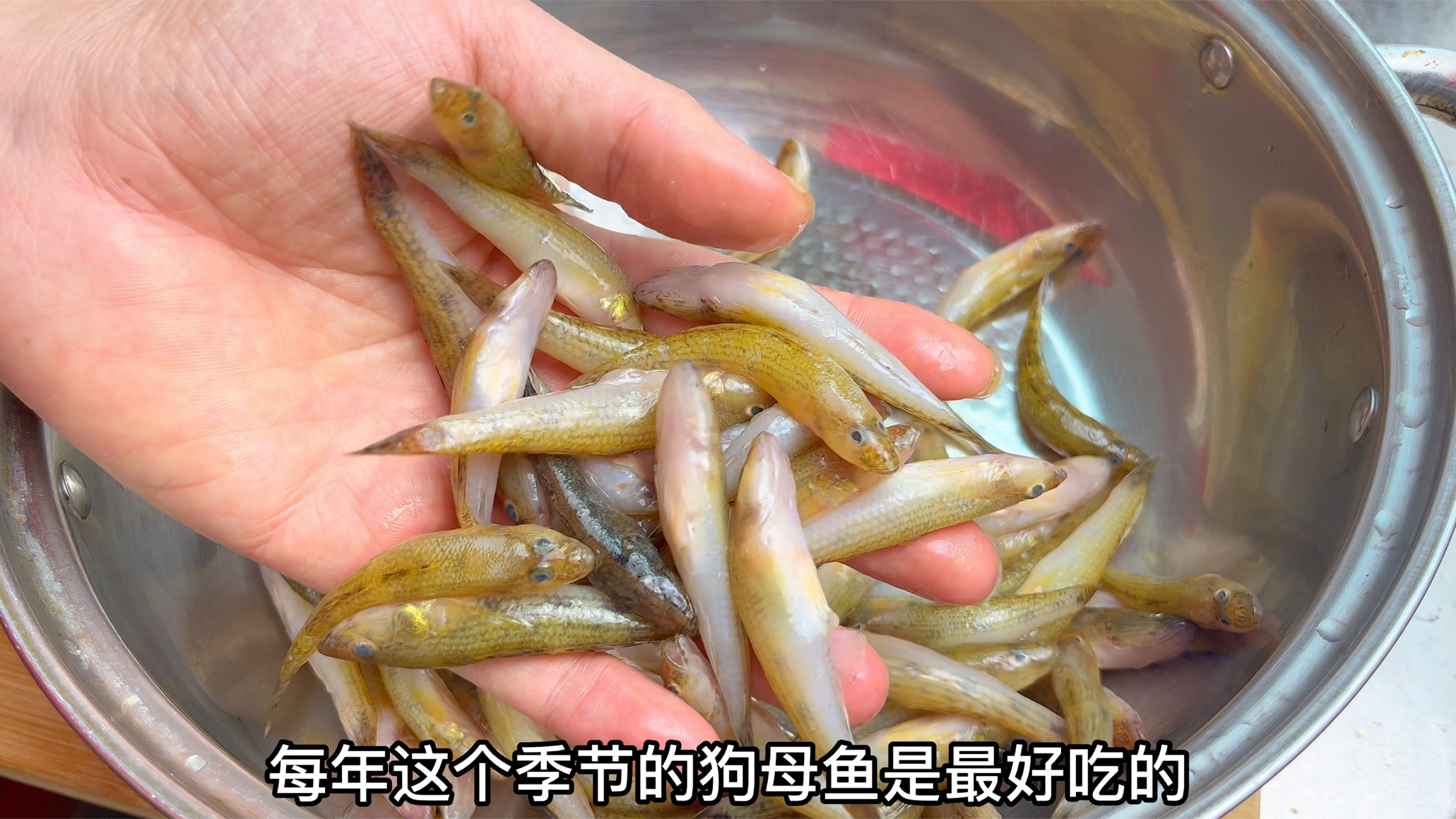 狗母鱼最好吃就现在的季节,大厨教你潮汕特色做法:酱油湿狗母鱼