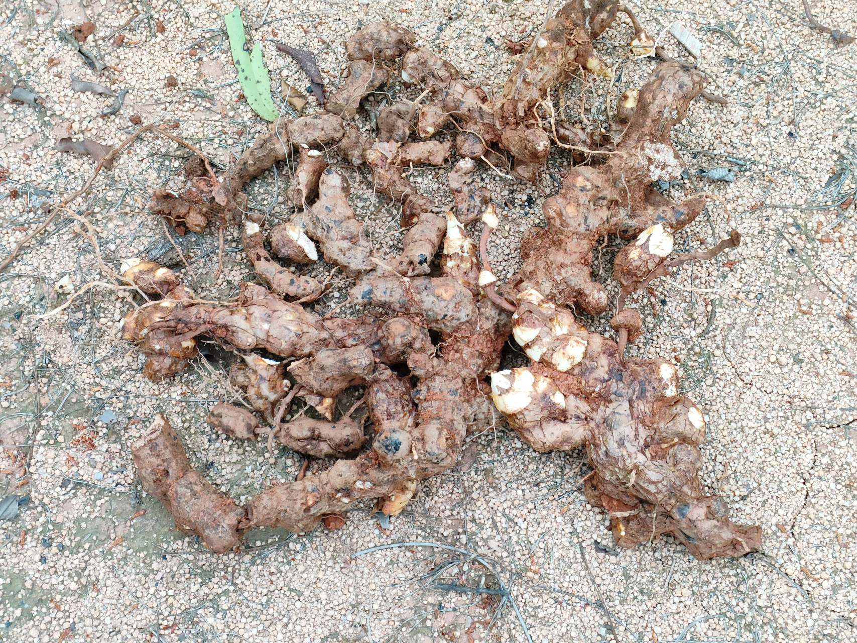 野生土茯苓种子