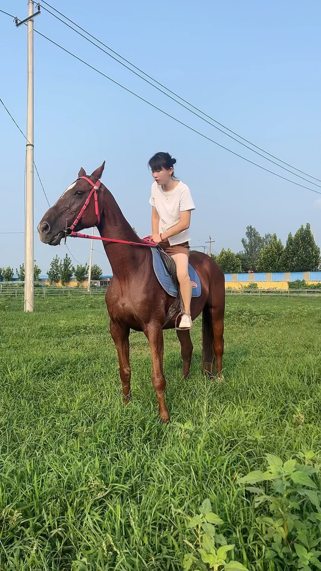 純血騸馬上下馬穩定,適合景區待客新手必備,養馬場騎乘大馬,哪有賣馬