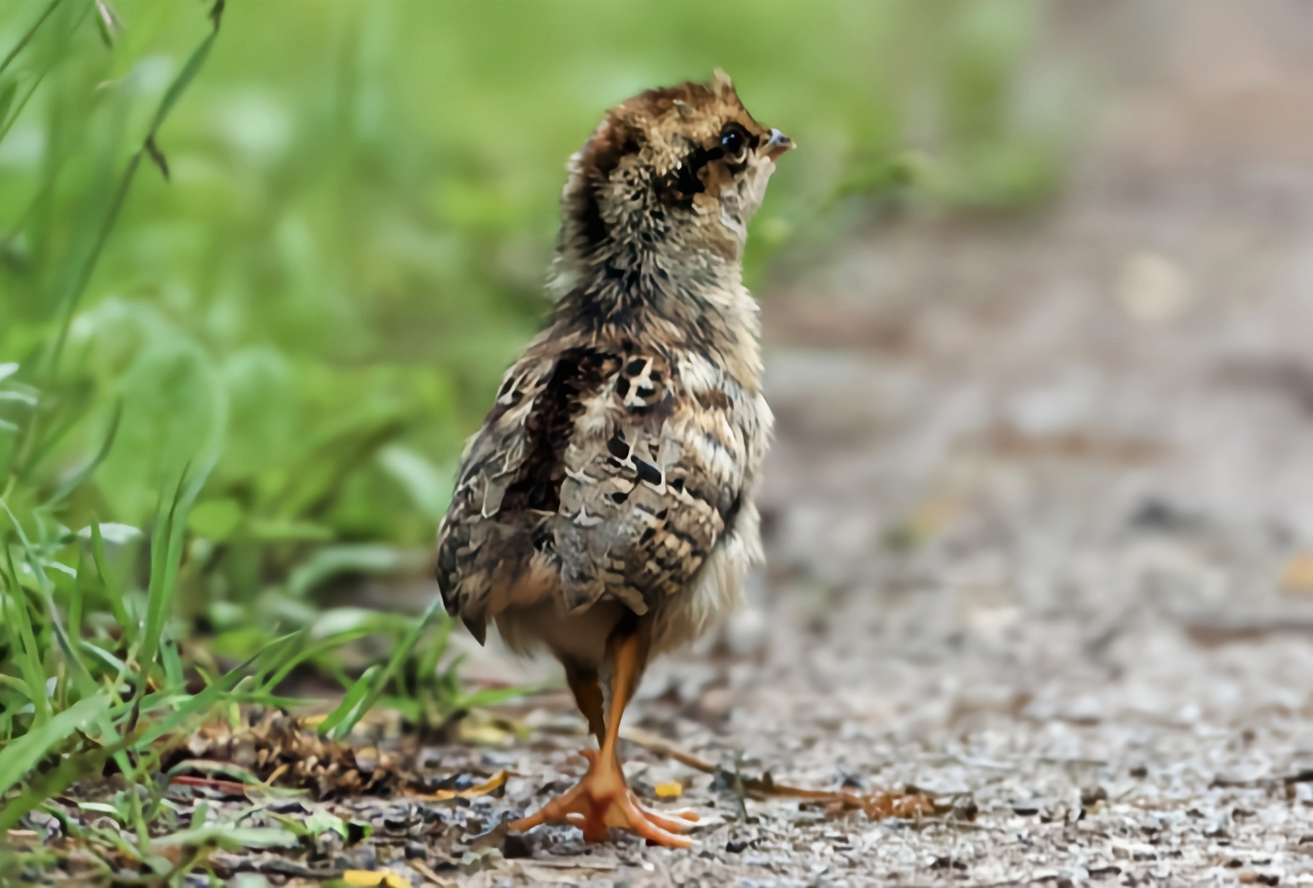 哪些有点"刑"的鸟类——斑尾榛鸡 这是中国特有的珍稀鸟类,它的名字叫