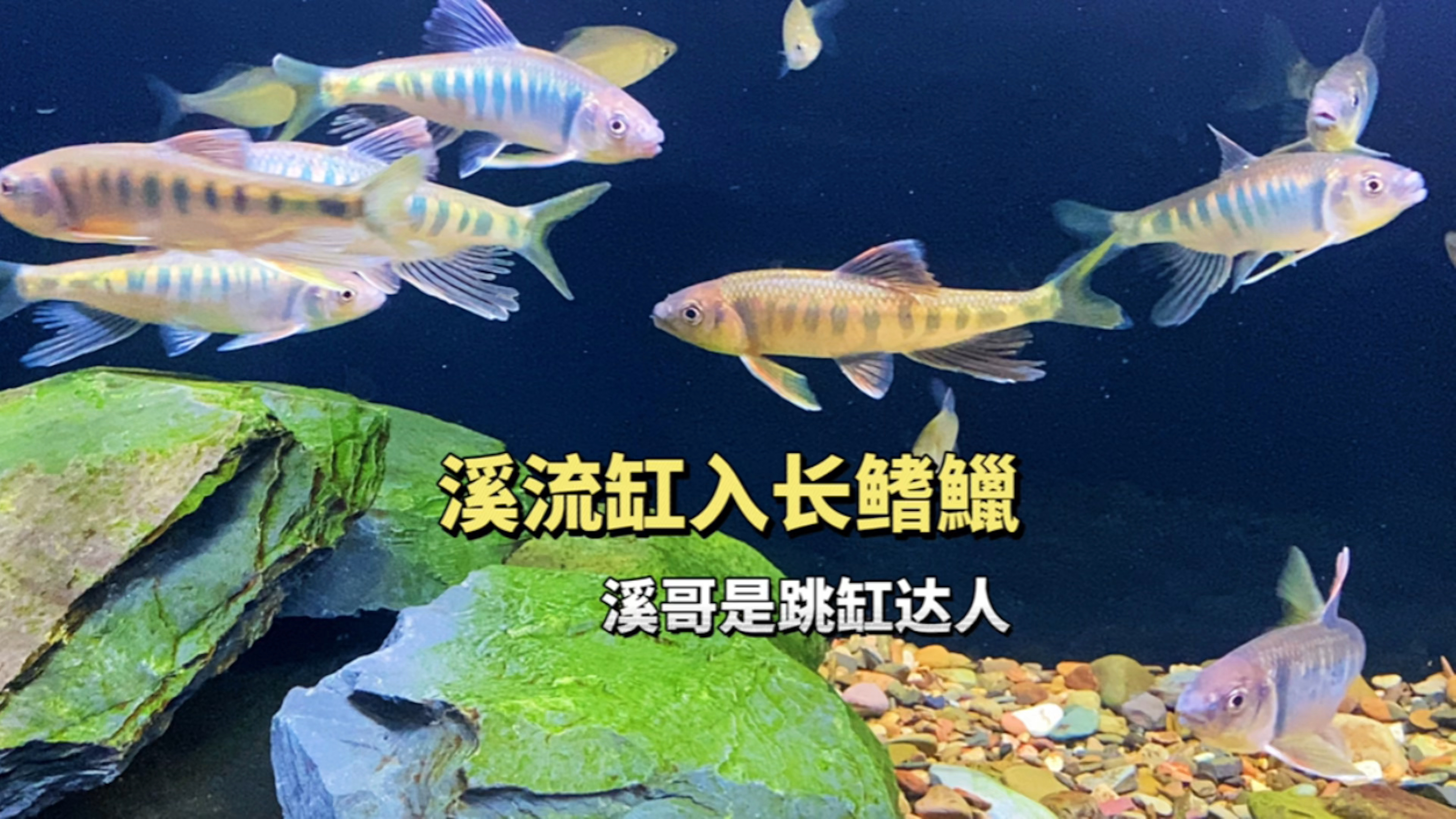 溪流缸入长鳍鱲鱼,溪哥果然是跳缸达人