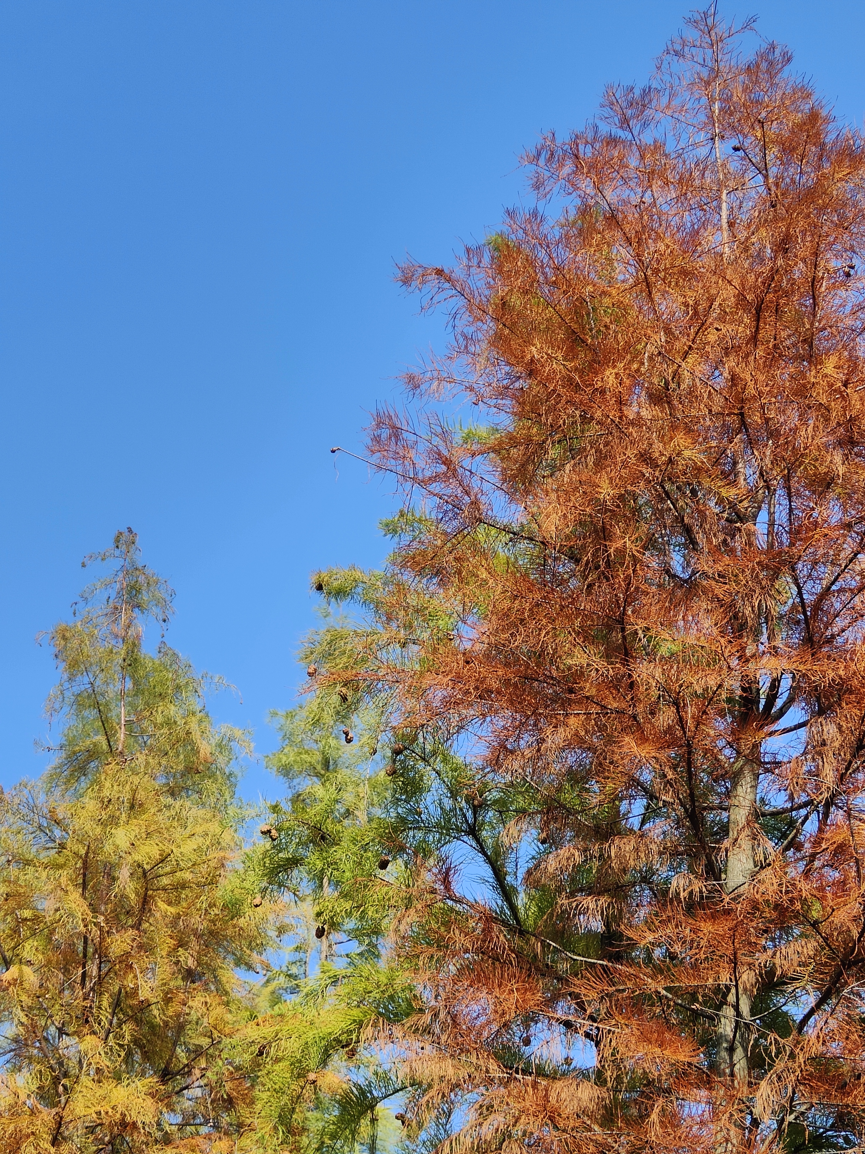 六合竹镇枫彩漫城周边的美景
