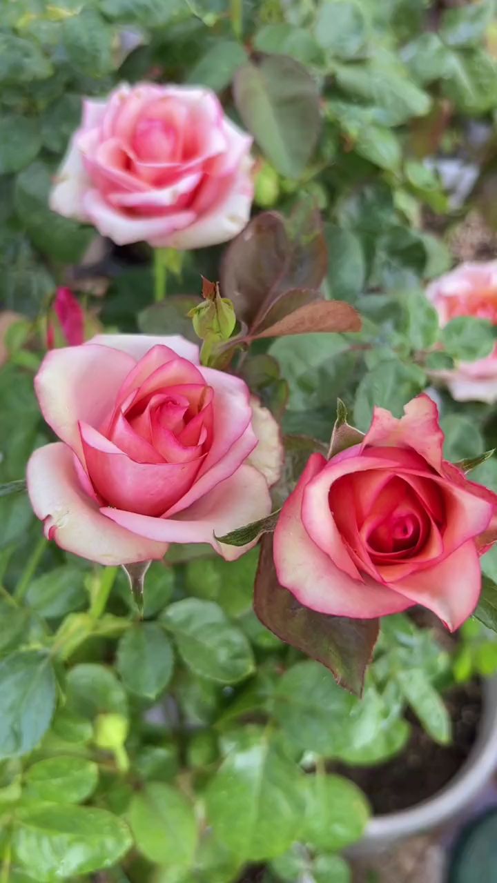 梦回又叫红酒,切花月季,复古色,淡香,花期长,还非常好看!