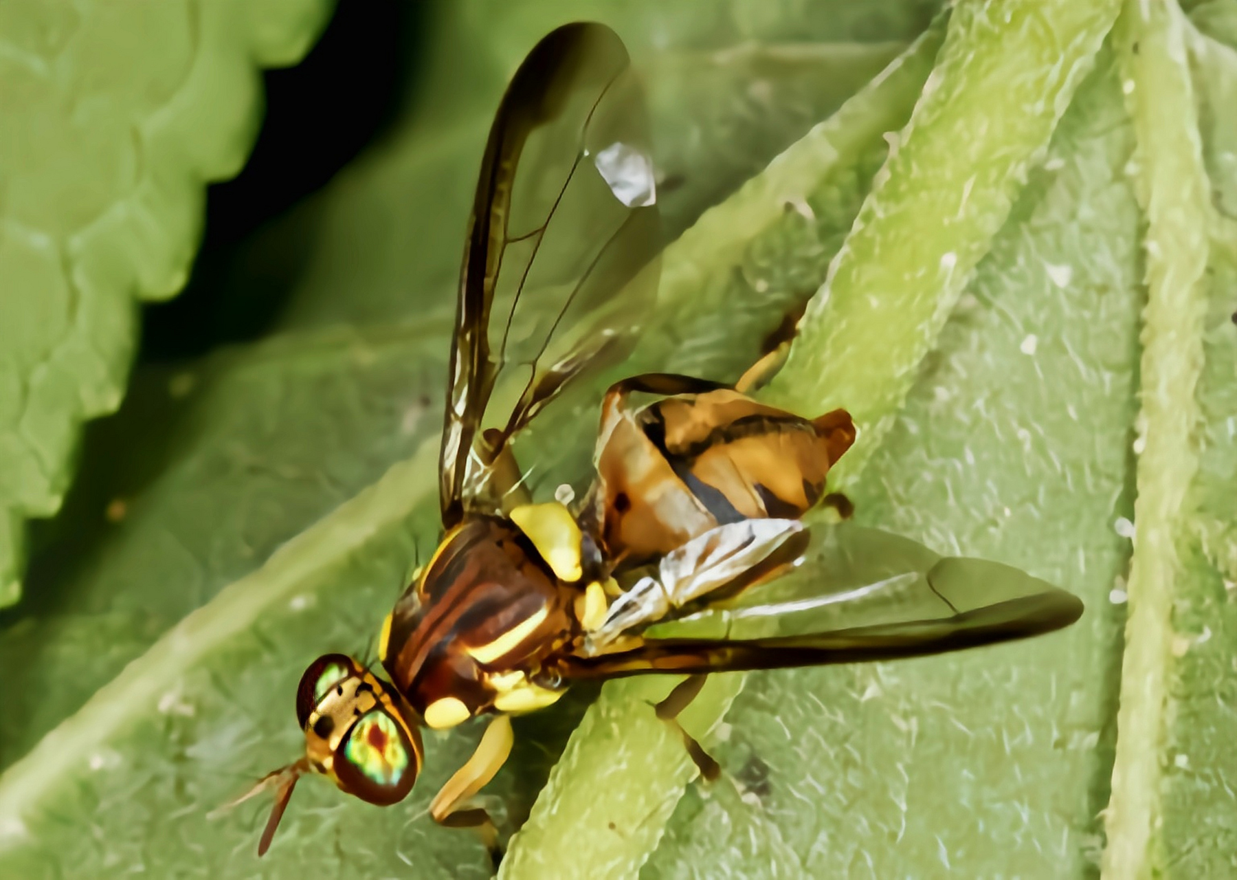 每天认识一种昆虫——柑橘大实蝇 柑橘大实蝇别名柑蛆,原产于亚洲东