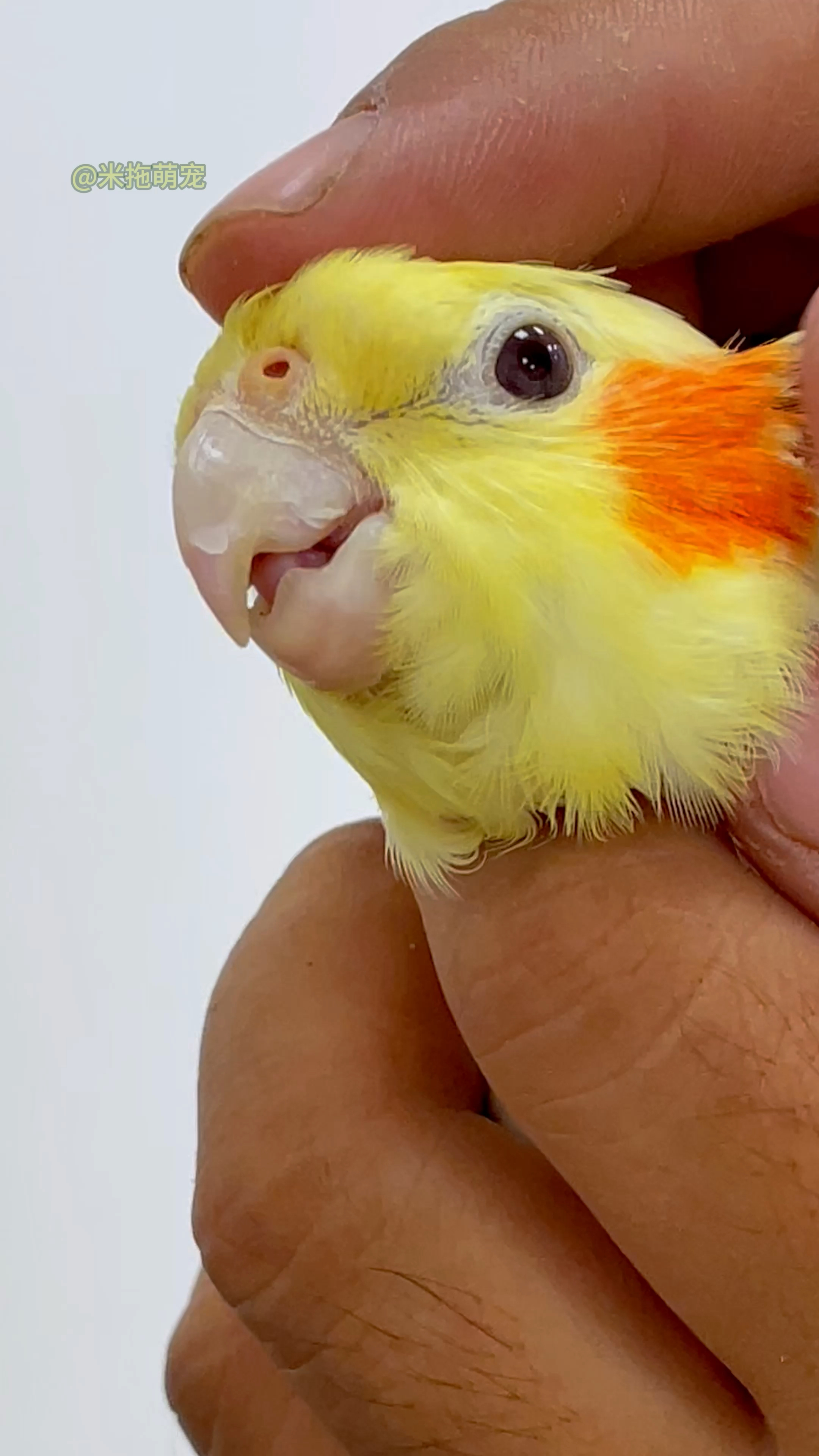 鹦鹉嘴巴脱壳发裂是怎么回事?