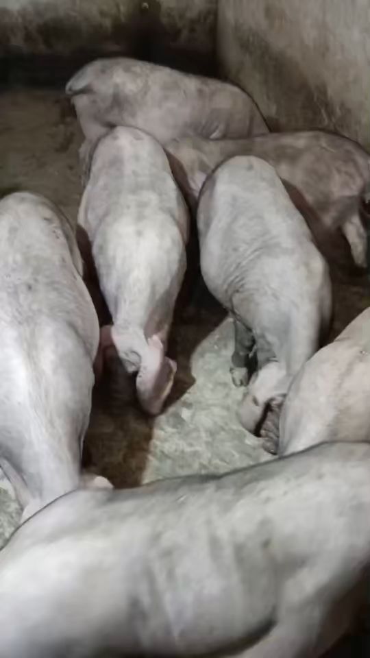 太湖母猪#梅山四蹄白母猪#高产母猪-度小视