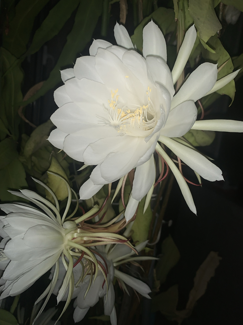 昙花一现为韦陀,情深不悔是婆娑     家里养的昙花在夜里九点左右开了