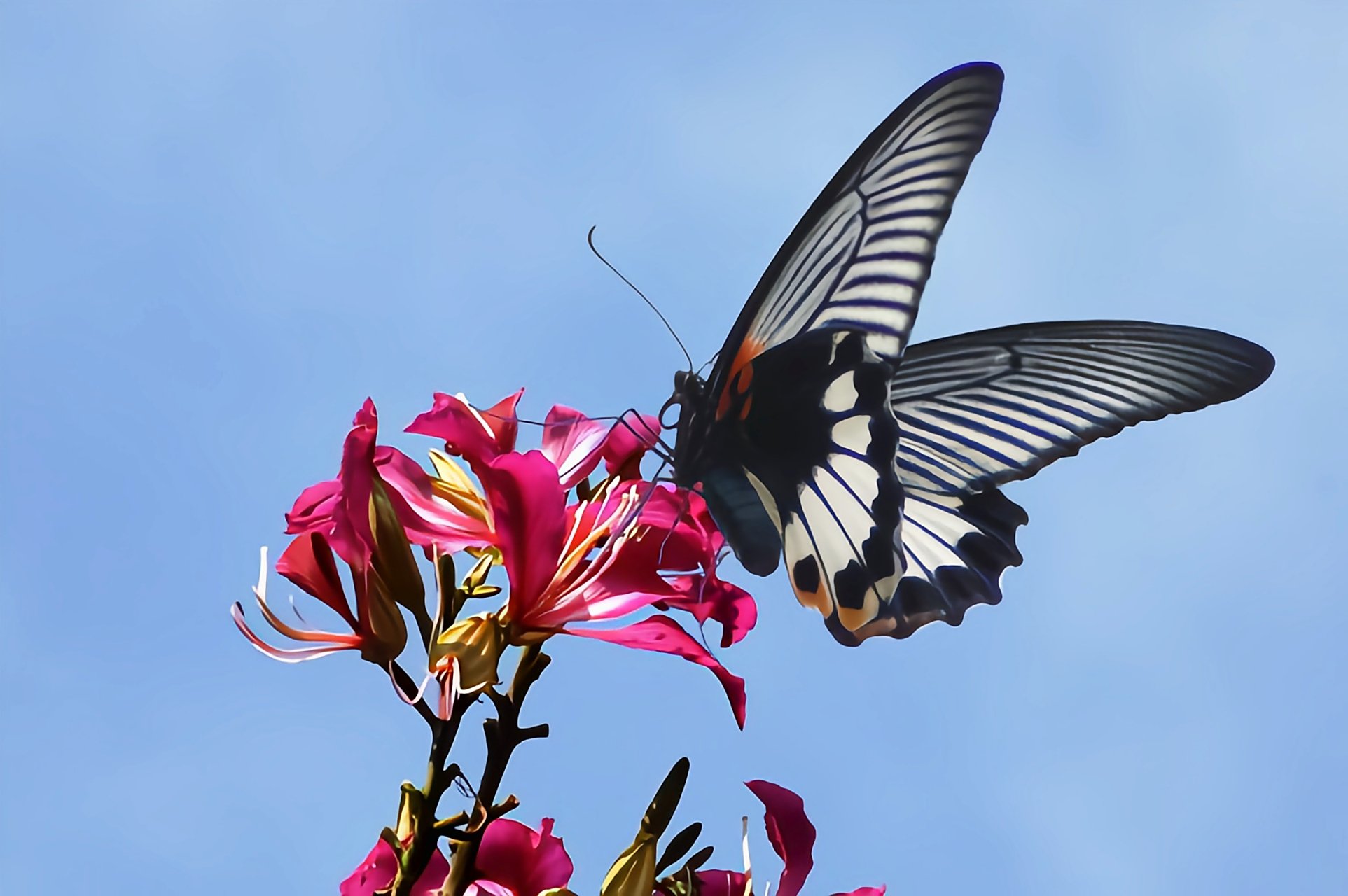 每天认识一种昆虫——美凤蝶 美凤蝶又名多型美凤蝶,多型蓝凤蝶是鳞翅