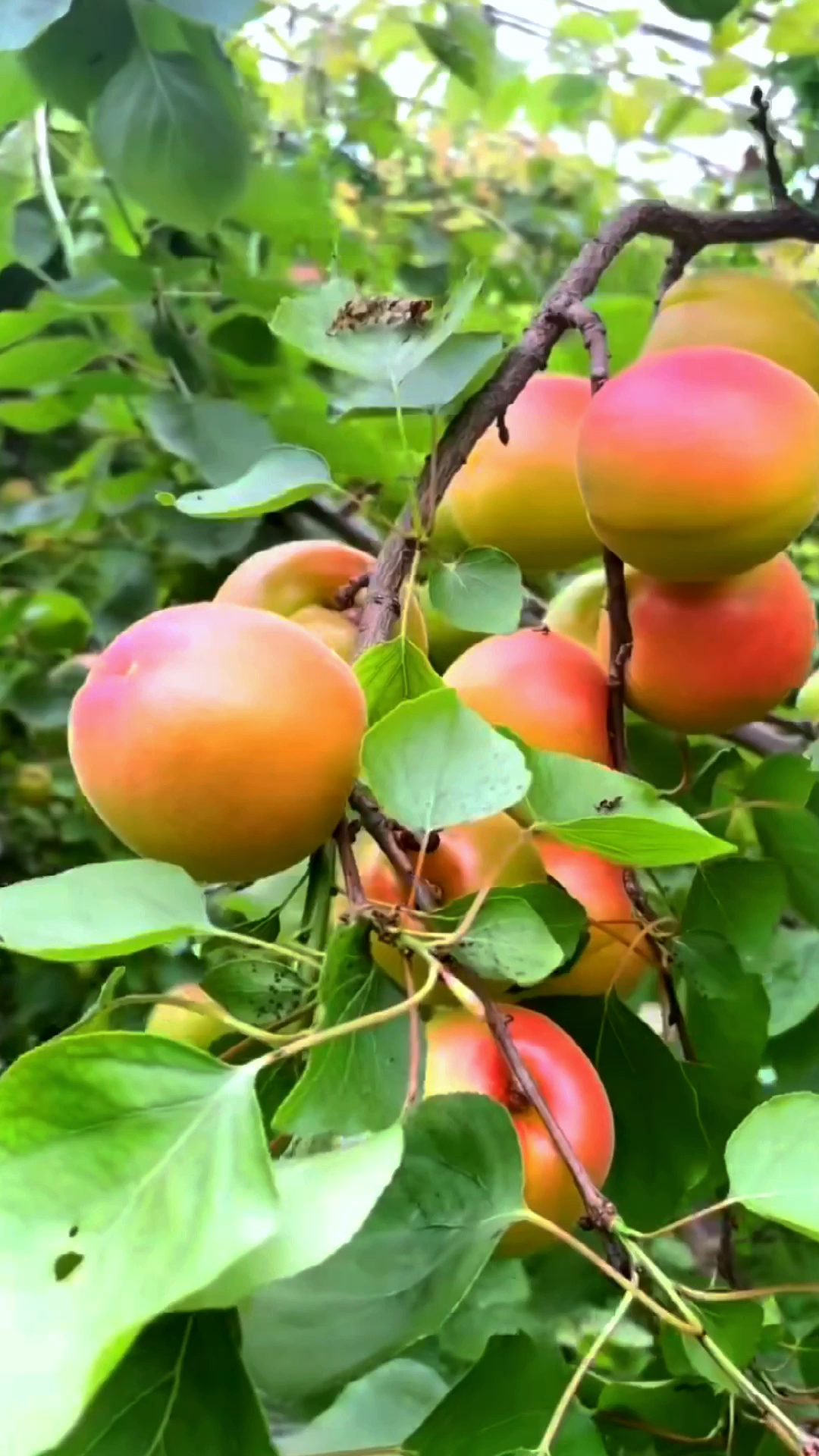 陕西大棚早熟胭脂丰源红杏