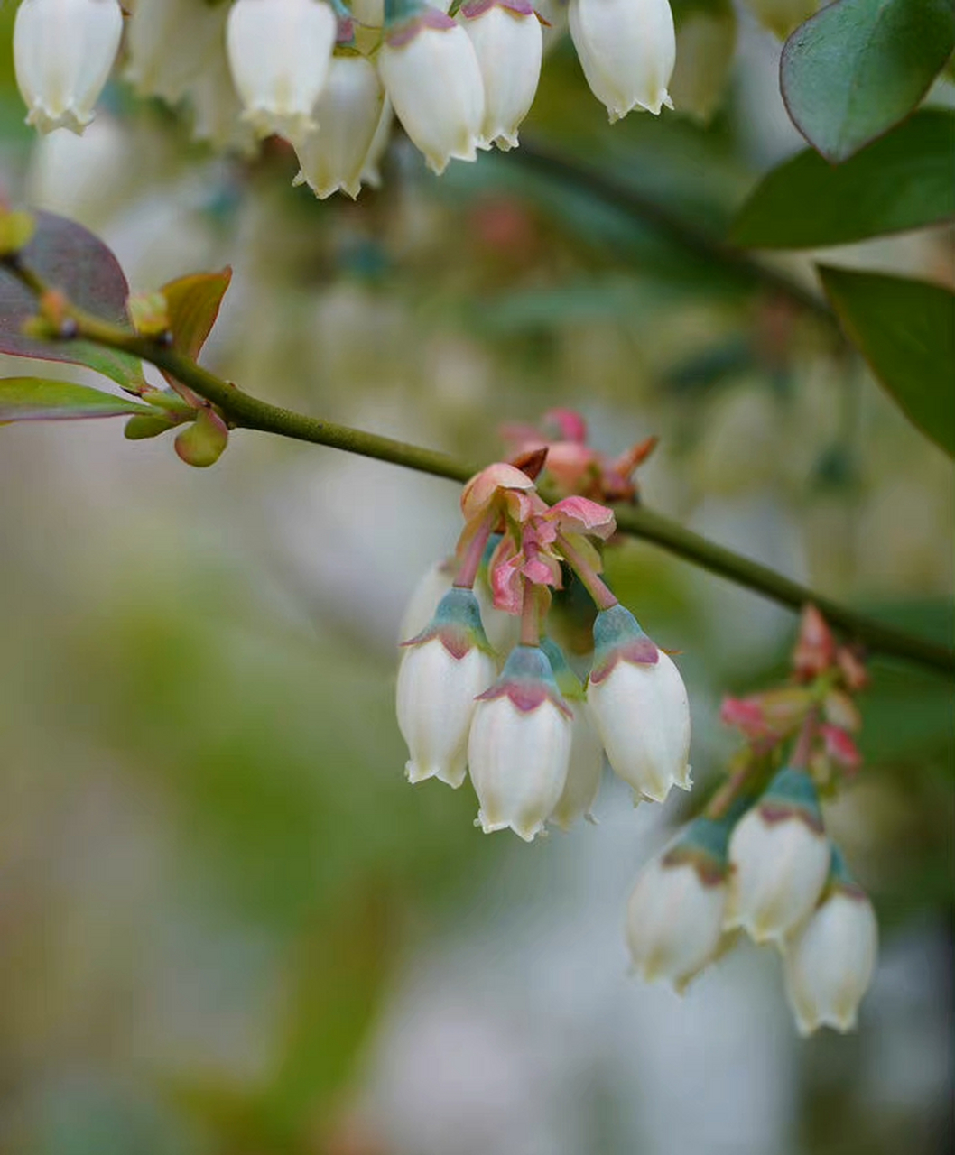 笃斯越橘 vaccinium uliginosum—杜鹃花科越橘属.