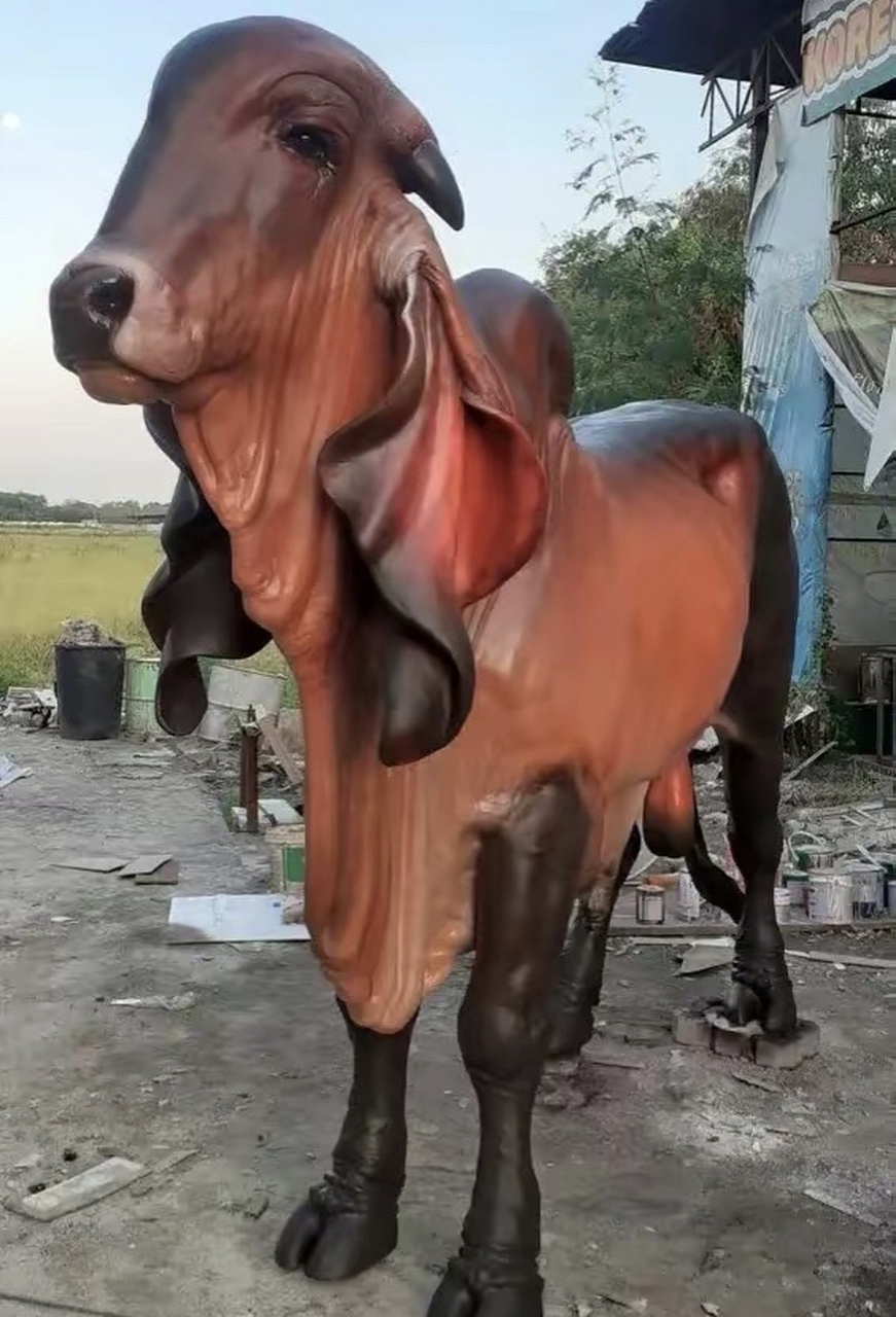 婆罗门牛的外表真是太奇特了,辨识度超级高.