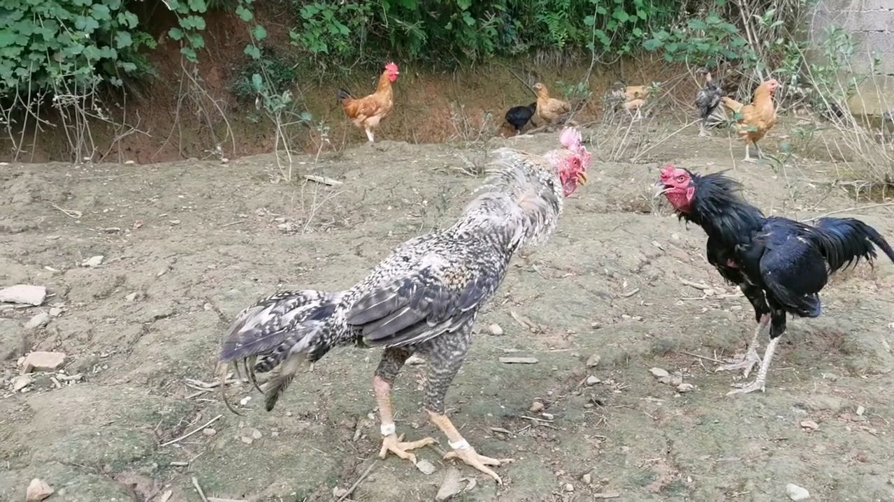 斗鸡:芦花VS黑仔……