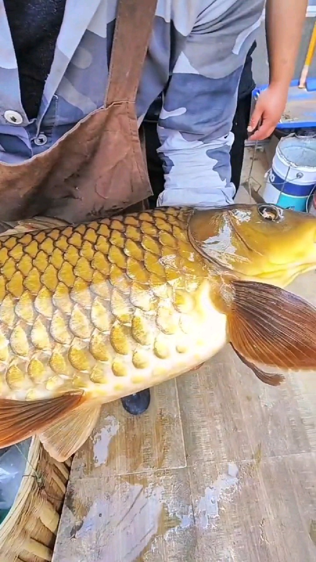 20斤的野生鲤鱼,见过吗?鱼之大,一锅炖不下