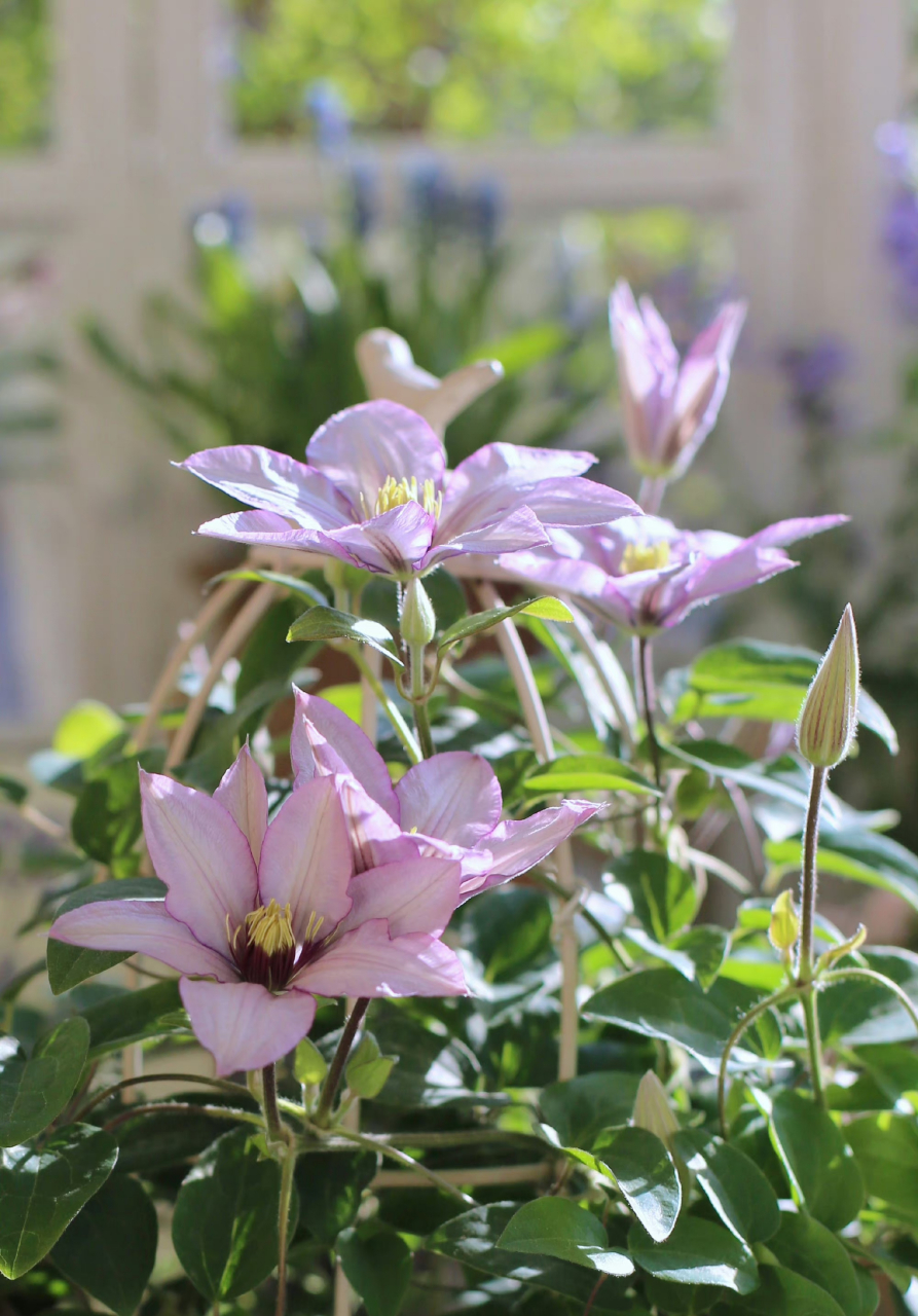 铁线莲撒玛利亚乔初开 67