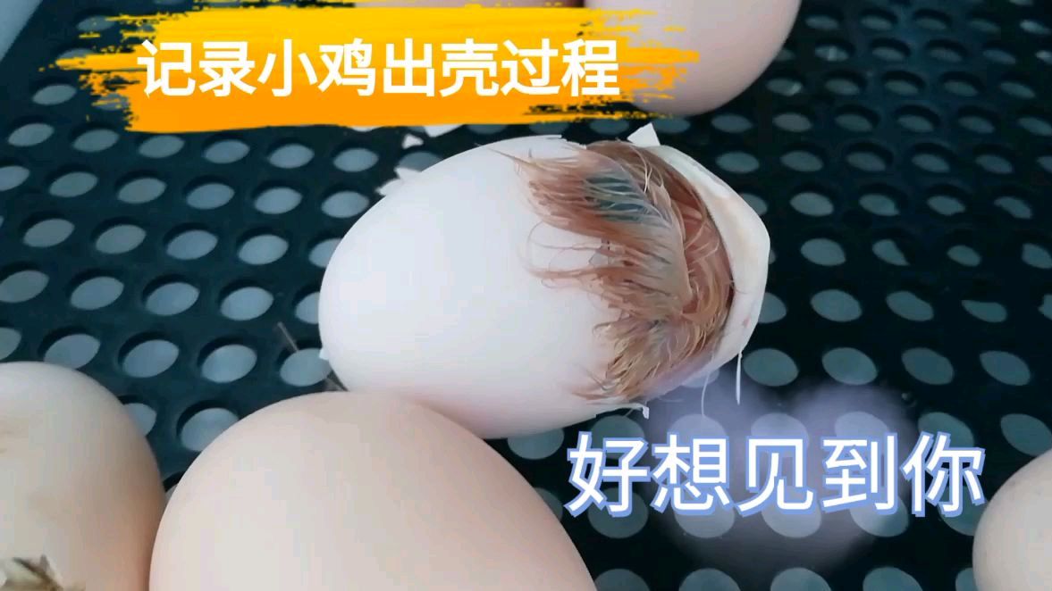 小鸡出壳视频,刚好拍摄下来了,出壳的那一刻好神奇
