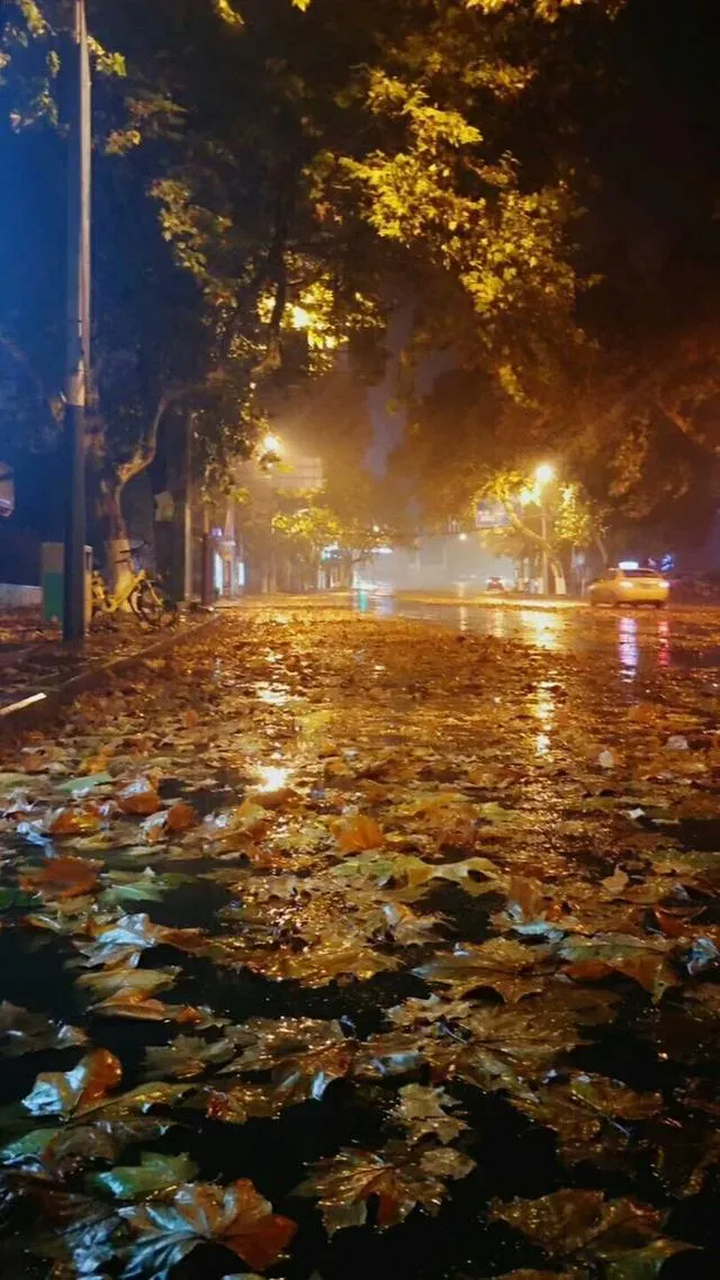随风秋雨催落叶,清霜新露犹夜寒