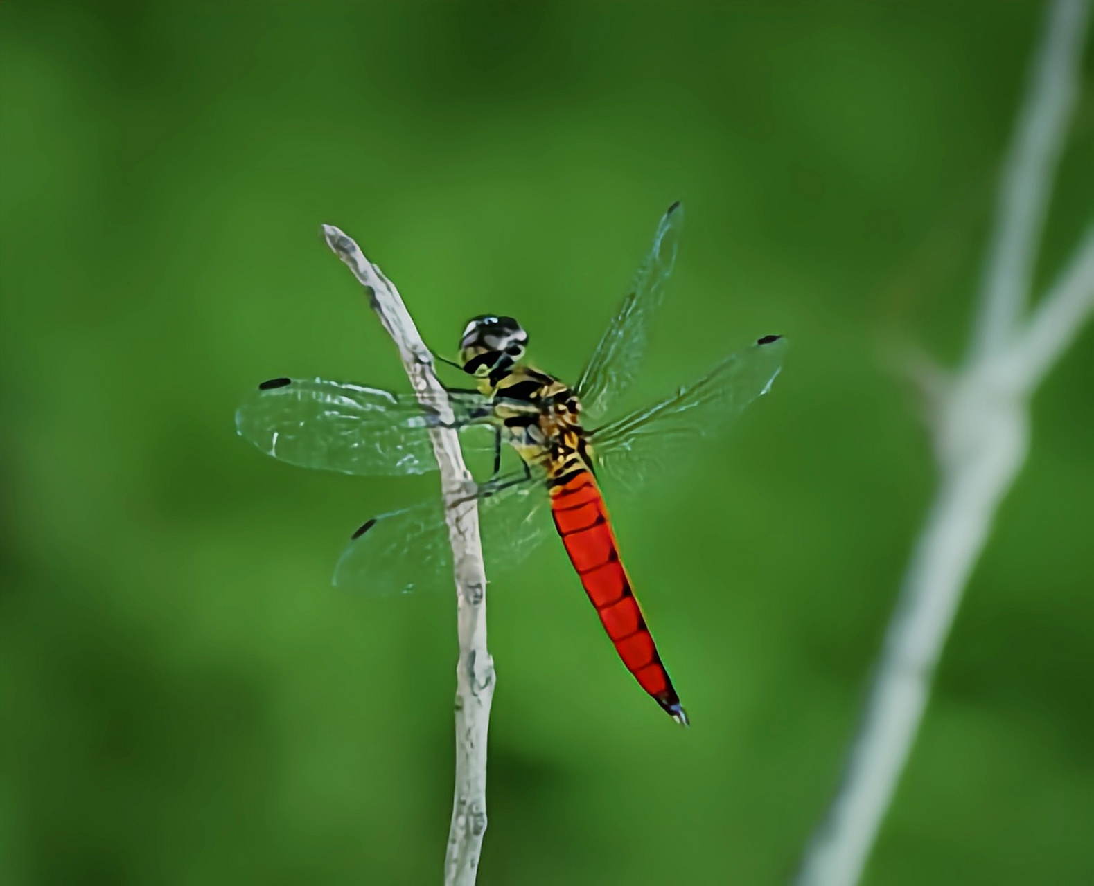 每天认识一种昆虫——华丽宽腹蜻 华丽宽腹蜻别名广腹蜻蜓,是蜻蜓目